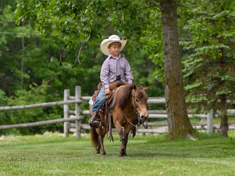 More ponies/small horses Gelding 12 years 9,1 hh Buckskin in Nevis, MN