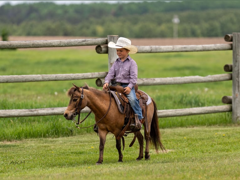 More ponies/small horses Gelding 12 years 9,1 hh Buckskin in Nevis, MN