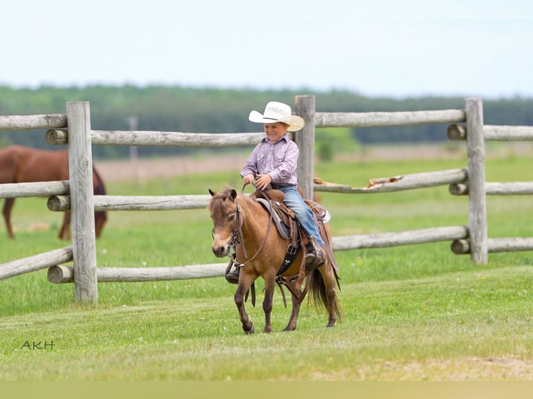 More ponies/small horses Gelding 12 years 9,1 hh Buckskin in Nevis, MN