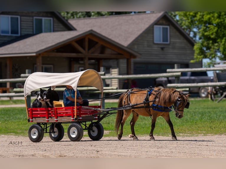More ponies/small horses Gelding 12 years 9,1 hh Buckskin in Nevis, MN