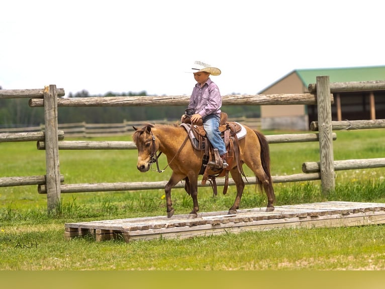 More ponies/small horses Gelding 12 years 9,1 hh Buckskin in Nevis, MN