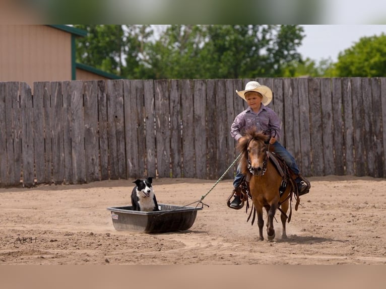 More ponies/small horses Gelding 12 years 9,1 hh Buckskin in Nevis, MN