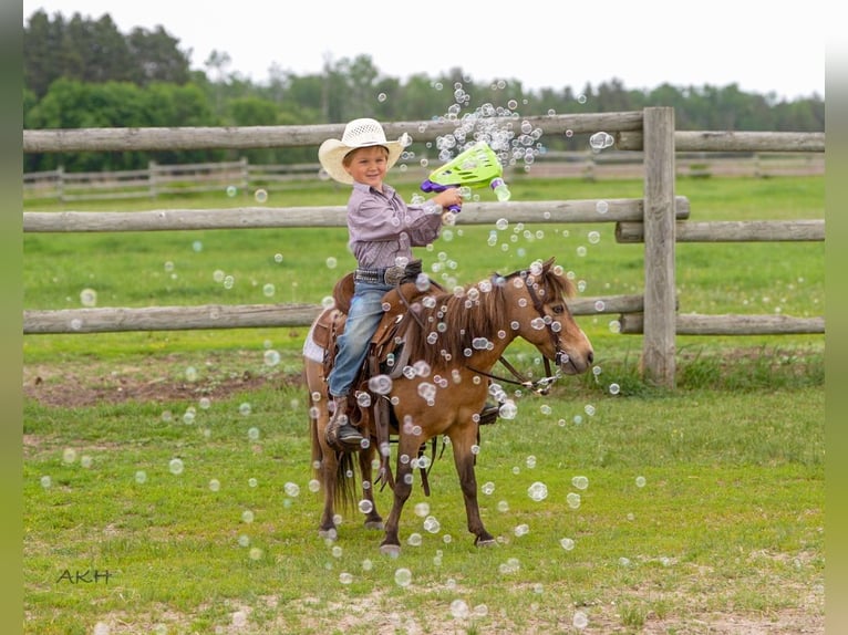 More ponies/small horses Gelding 12 years 9,1 hh Buckskin in Nevis, MN