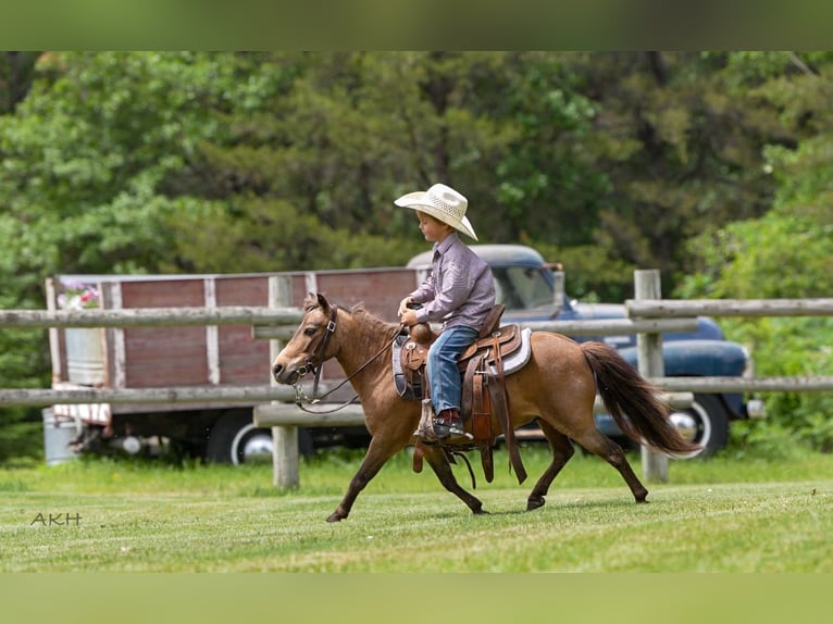 More ponies/small horses Gelding 12 years 9,1 hh Buckskin in Nevis, MN