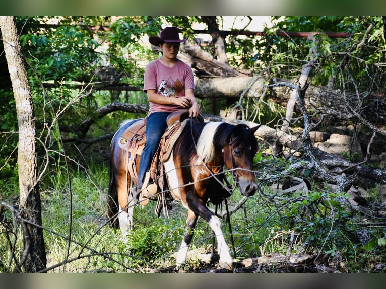 More ponies/small horses Gelding 12 years Pinto in Grandview