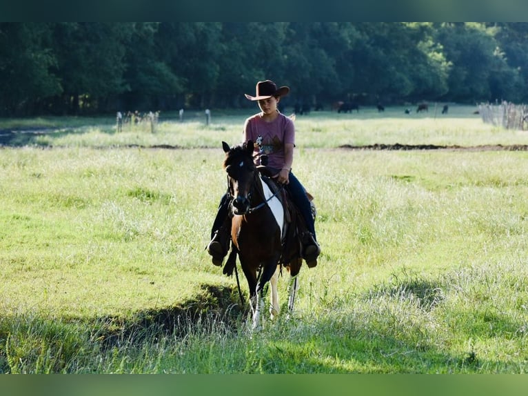 More ponies/small horses Gelding 12 years Pinto in Grandview