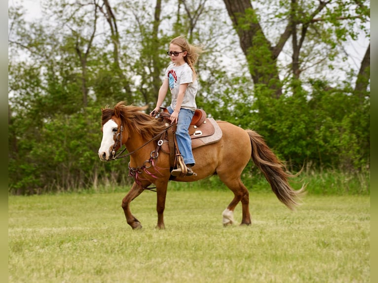 More ponies/small horses Gelding 13 years 10 hh Red Dun in Brandon