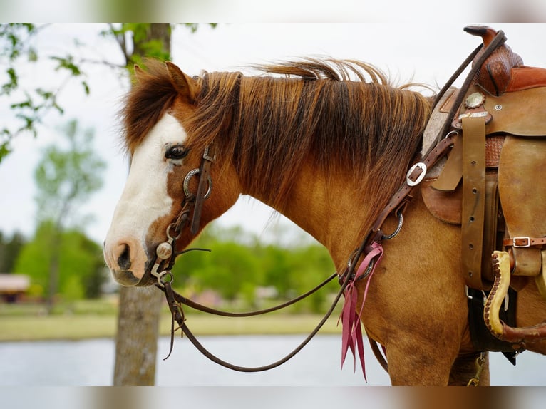More ponies/small horses Gelding 13 years 10 hh Red Dun in Brandon