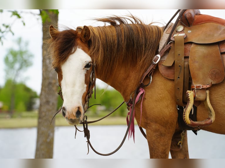 More ponies/small horses Gelding 13 years 10 hh Red Dun in Brandon