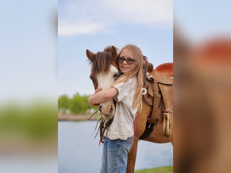 More ponies/small horses Gelding 13 years 10 hh Red Dun in Brandon