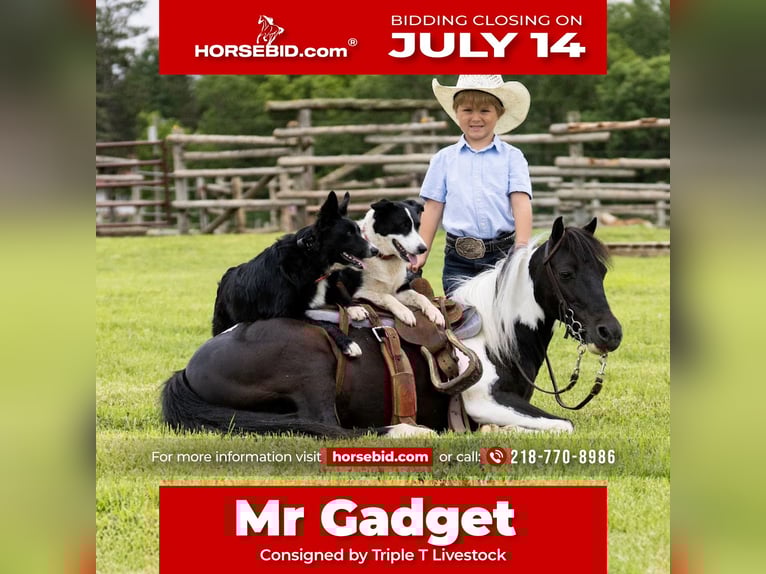 More ponies/small horses Mix Gelding 13 years 10,3 hh in Nevis, MN