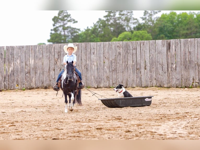 More ponies/small horses Mix Gelding 13 years 10,3 hh in Nevis, MN