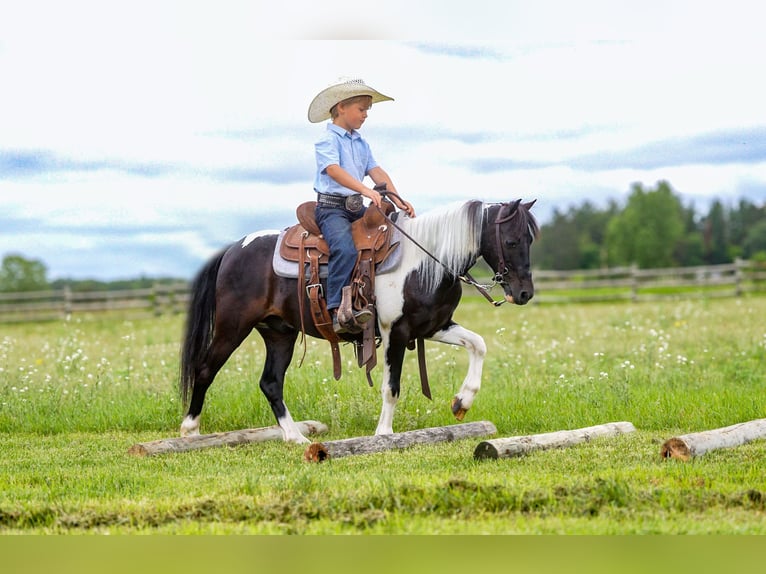 More ponies/small horses Mix Gelding 13 years 10,3 hh in Nevis, MN