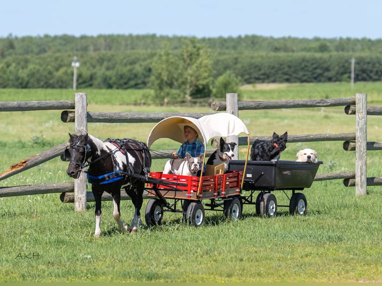 More ponies/small horses Mix Gelding 13 years 10,3 hh in Nevis, MN
