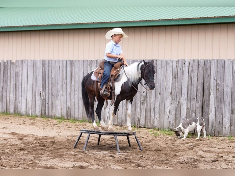 More ponies/small horses Mix Gelding 13 years 10,3 hh in Nevis, MN