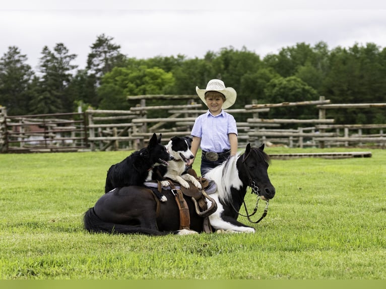 More ponies/small horses Mix Gelding 13 years 10,3 hh in Nevis, MN