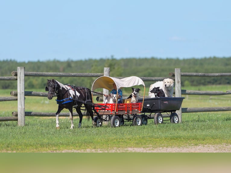 More ponies/small horses Mix Gelding 13 years 10,3 hh in Nevis, MN