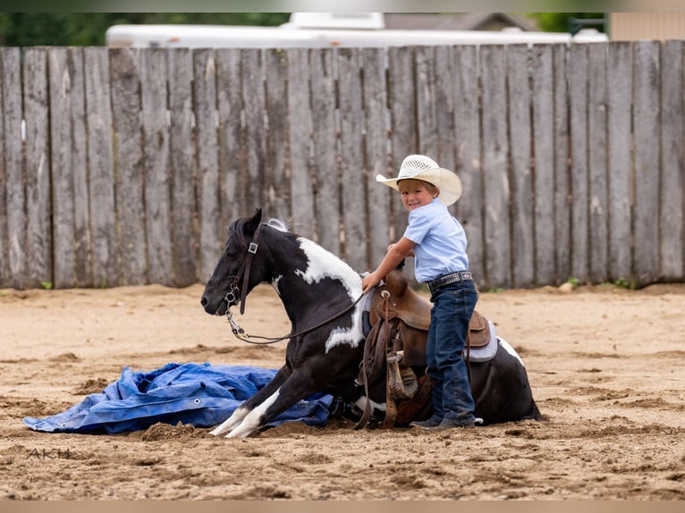More ponies/small horses Mix Gelding 13 years 10,3 hh in Nevis, MN