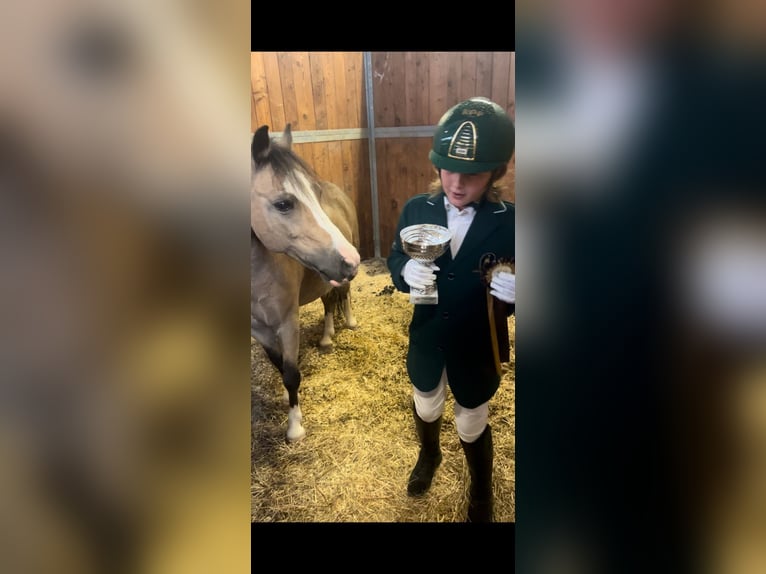 More ponies/small horses Gelding 13 years 11,2 hh in Cambiago