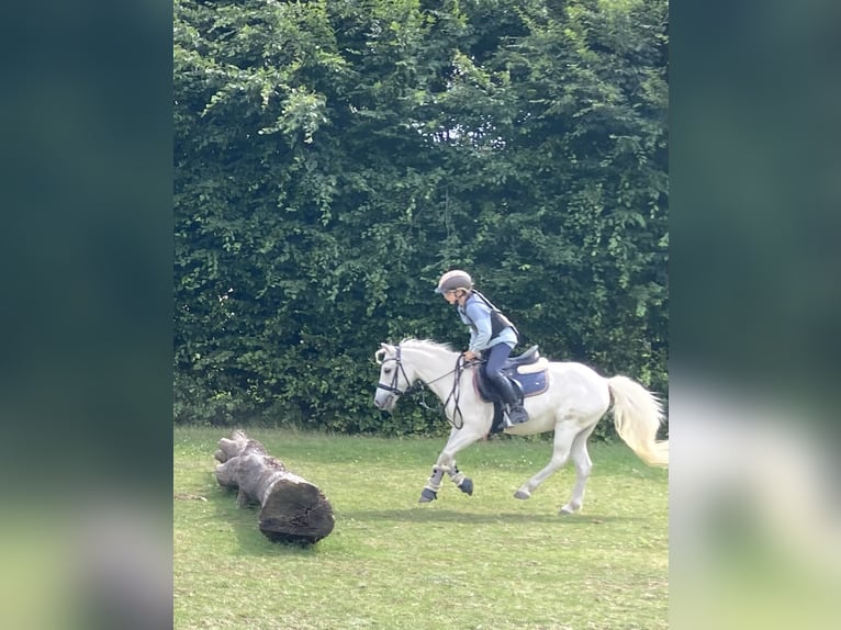 More ponies/small horses Gelding 13 years 12 hh Grey in Elbe-Parey