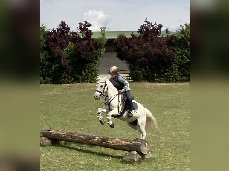 More ponies/small horses Gelding 13 years 12 hh Grey in Elbe-Parey