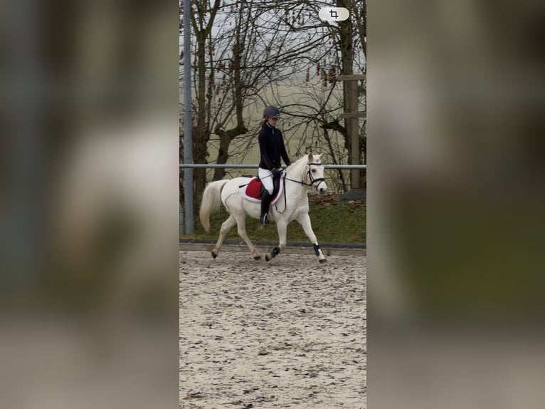 More ponies/small horses Mix Gelding 13 years 12,1 hh Grey in Giengen an der Brenz
