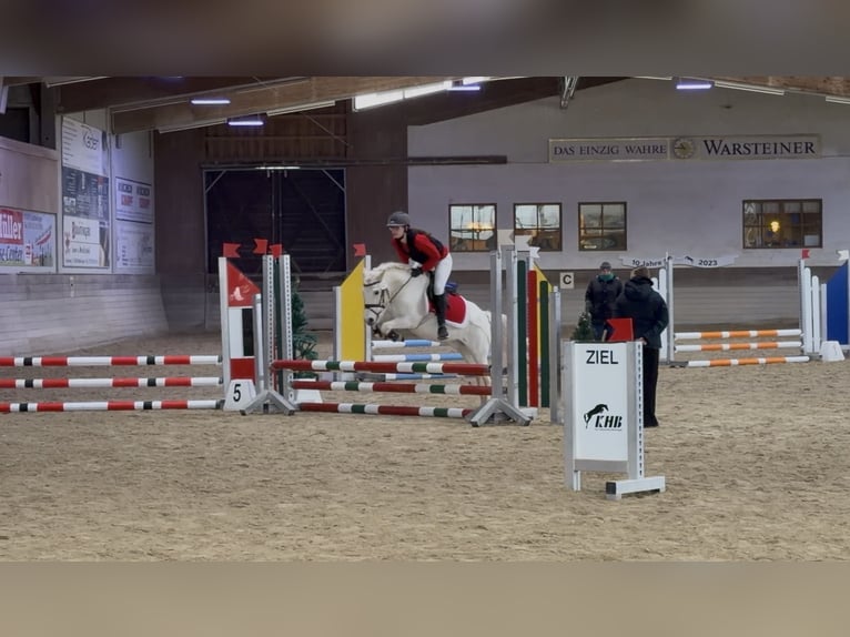 More ponies/small horses Mix Gelding 13 years 12,1 hh Grey in Giengen an der Brenz