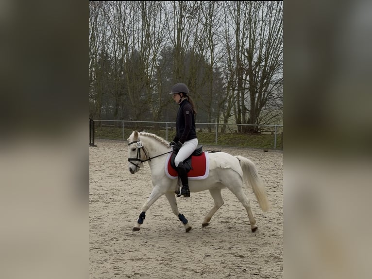 More ponies/small horses Mix Gelding 13 years 12,1 hh Grey in Giengen an der Brenz