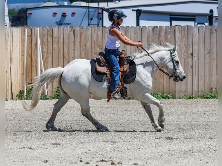 More ponies/small horses Gelding 13 years 12,2 hh Gray in Corvallis, MT