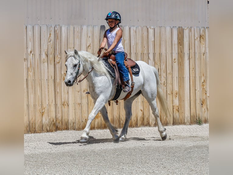 More ponies/small horses Gelding 13 years 12,2 hh Gray in Corvallis, MT