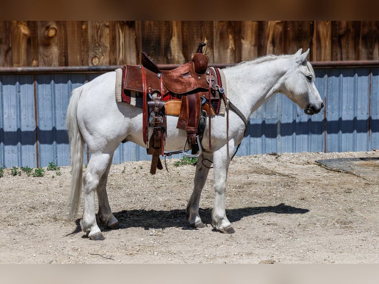 More ponies/small horses Gelding 13 years 12,2 hh Gray in Corvallis, MT