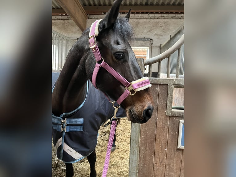 More ponies/small horses Gelding 13 years 14.1 hh Smoky-Black in Sachsenheim