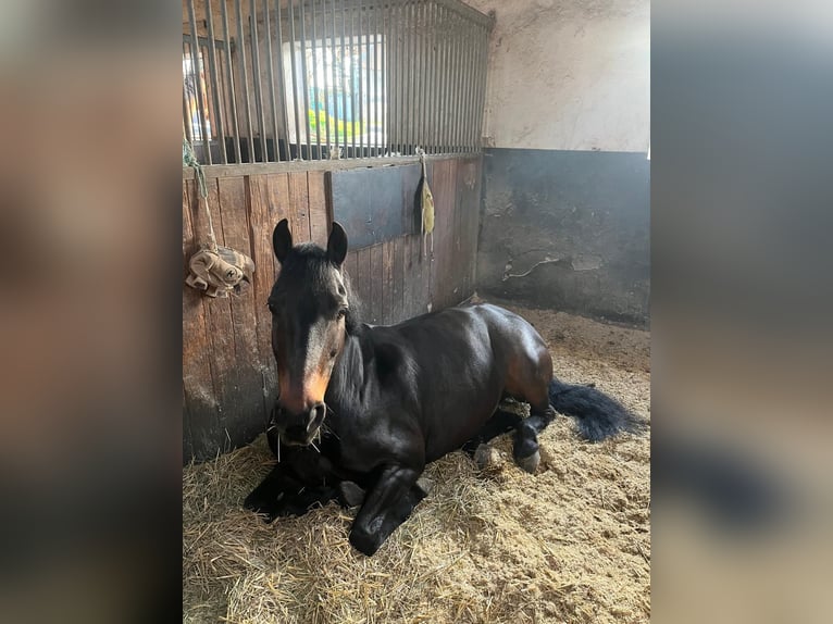 More ponies/small horses Gelding 13 years 14.1 hh Smoky-Black in Sachsenheim