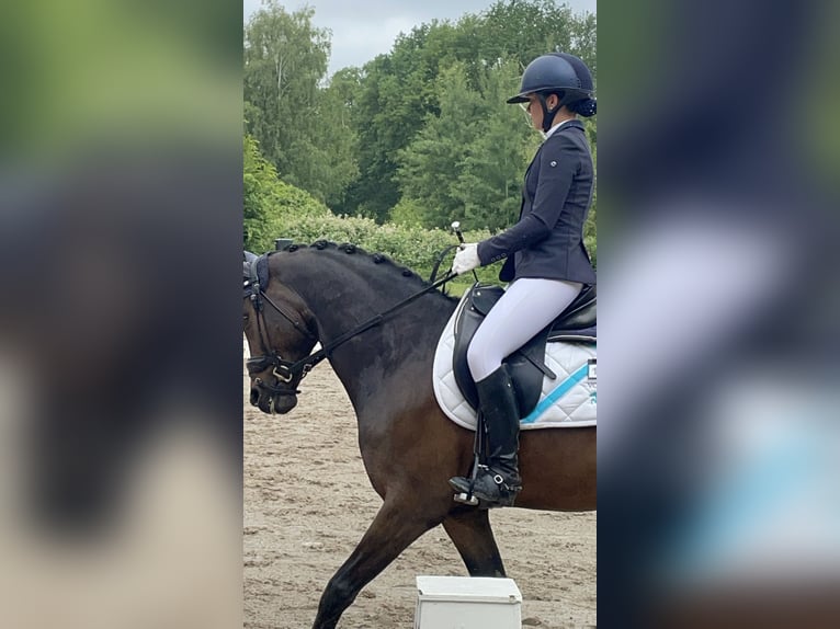 More ponies/small horses Gelding 13 years 14.2 hh Bay-Dark in Heigenbrücken