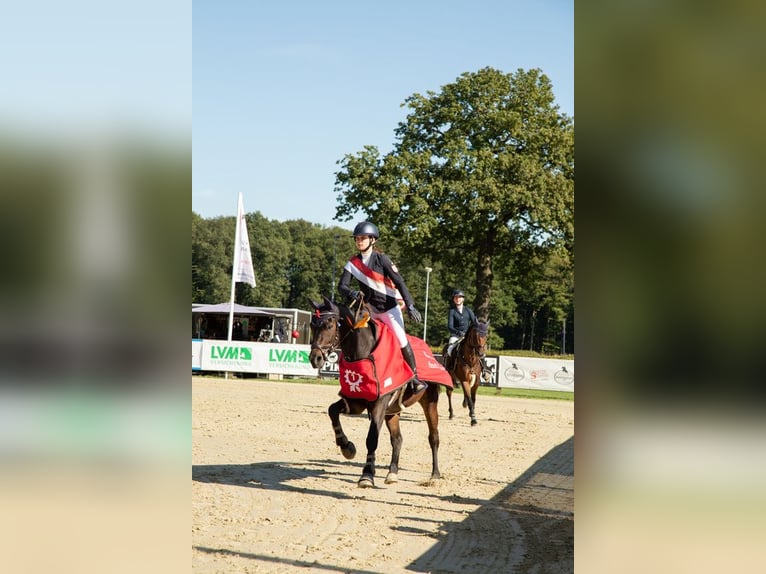 More ponies/small horses Gelding 13 years 14.2 hh Bay-Dark in Heigenbrücken