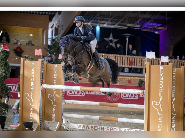 More ponies/small horses Gelding 13 years 14.2 hh Bay-Dark in Heigenbrücken