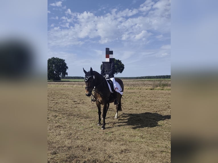 More ponies/small horses Gelding 13 years 14.2 hh  in Oerel