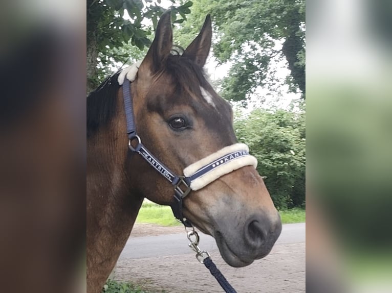 More ponies/small horses Gelding 13 years 14.2 hh  in Oerel