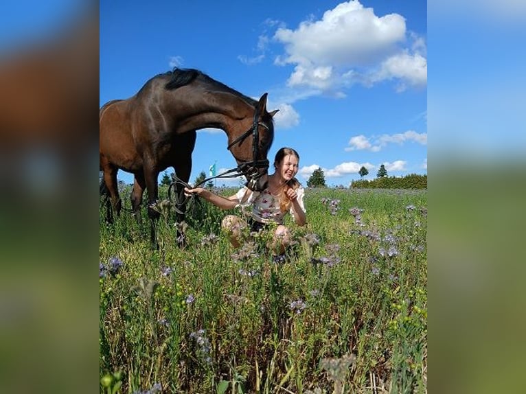 More ponies/small horses Mix Gelding 13 years 14,2 hh Bay-Dark in Bielefeld