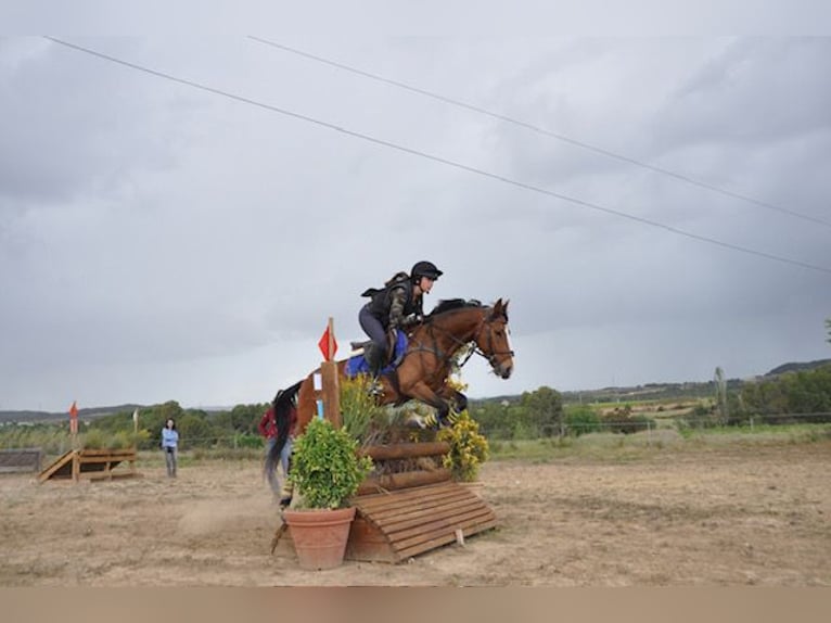 More ponies/small horses Gelding 13 years 14,2 hh Brown in Sabadell