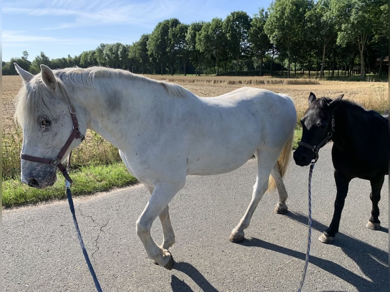 More ponies/small horses Mix Gelding 13 years 14,2 hh Grey in Hilgermissen