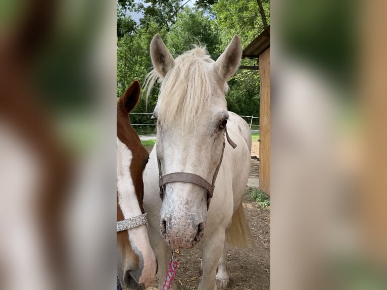 More ponies/small horses Mix Gelding 13 years 14,2 hh Grey in Hilgermissen