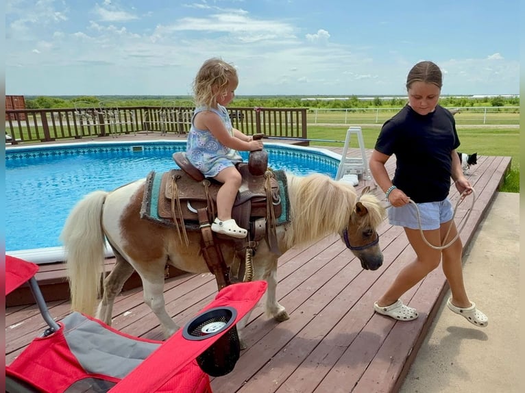 More ponies/small horses Gelding 13 years 7.2 hh Pinto in Forney