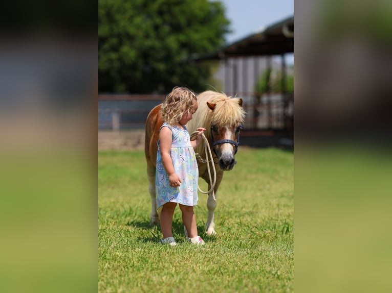 More ponies/small horses Gelding 13 years 7.2 hh Pinto in Forney
