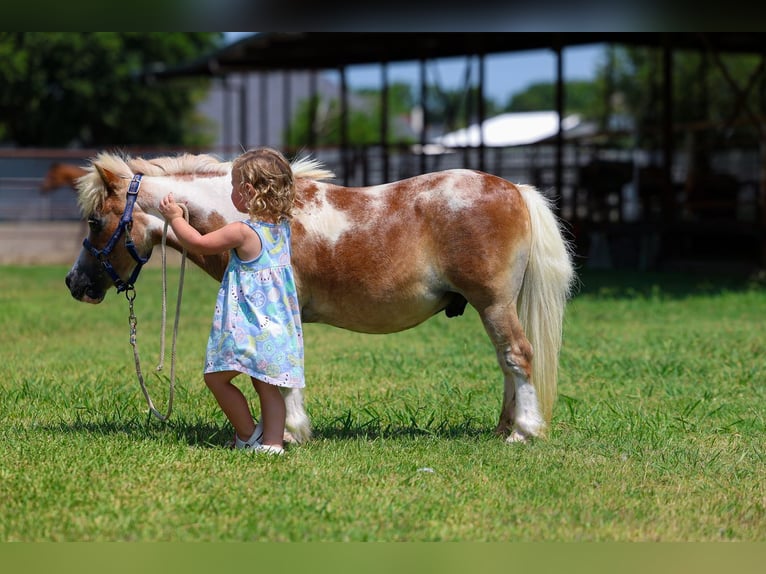 More ponies/small horses Gelding 13 years 7.2 hh Pinto in Forney