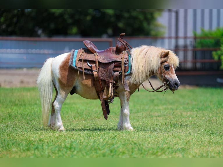 More ponies/small horses Gelding 13 years 7.2 hh Pinto in Forney