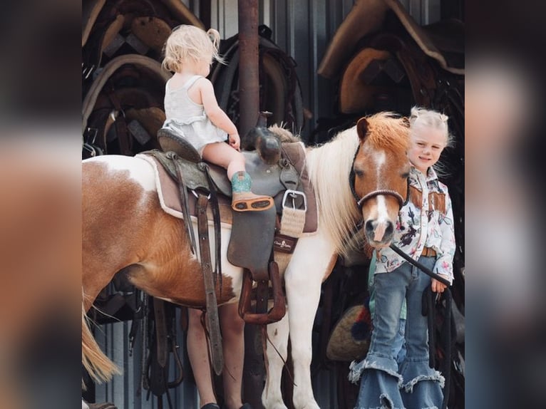 More ponies/small horses Gelding 13 years 9 hh Pinto in Cisco