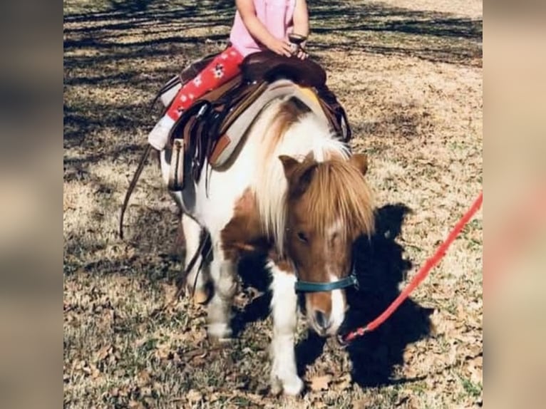 More ponies/small horses Gelding 13 years 9 hh Pinto in Cisco