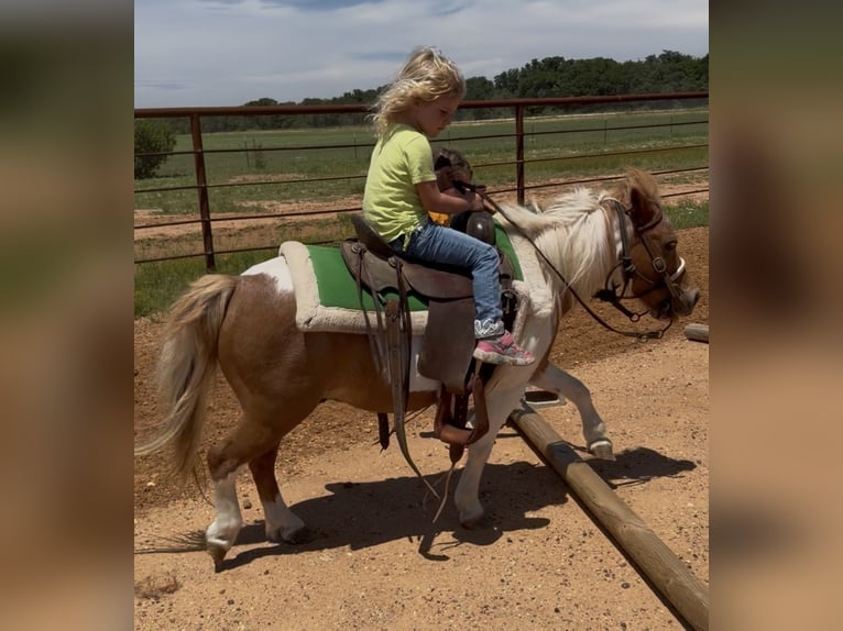 More ponies/small horses Gelding 13 years 9 hh Pinto in Cisco