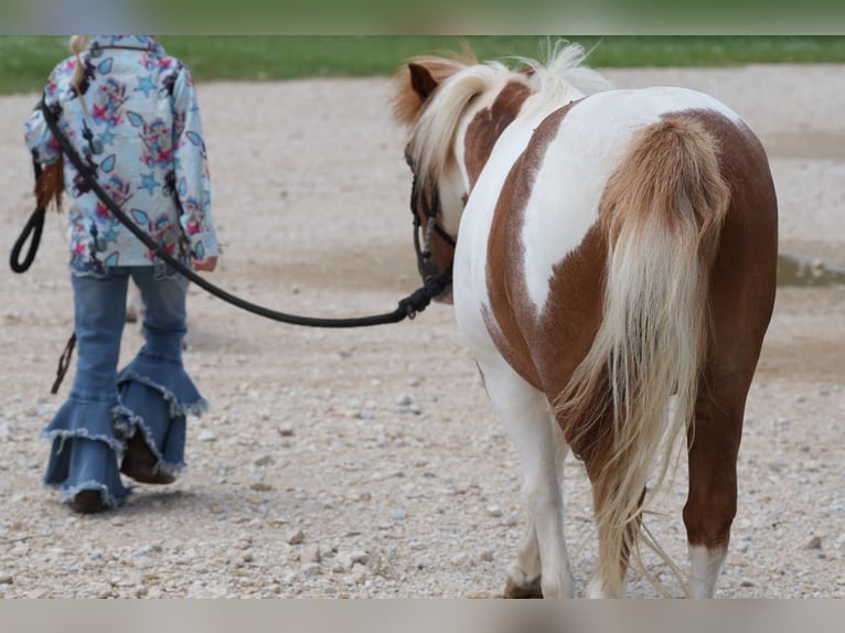More ponies/small horses Gelding 13 years 9 hh Pinto in Cisco